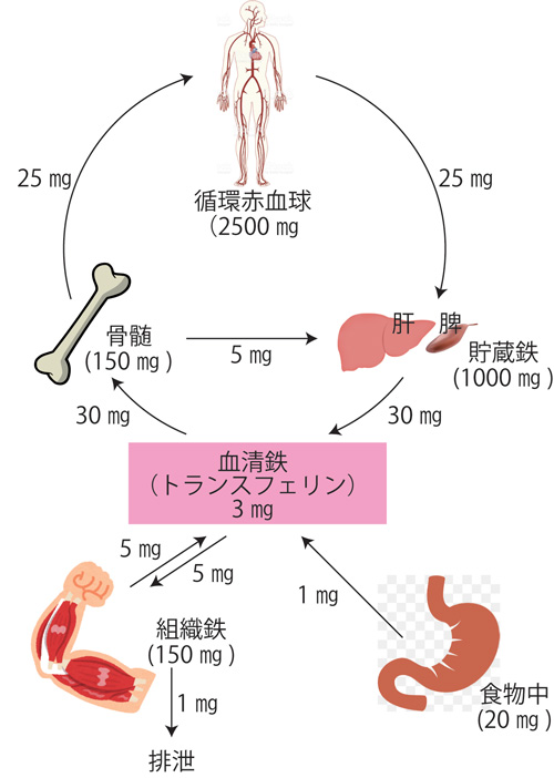 妊活、たまご、卵子の老化